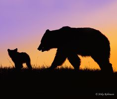 a bear and her cub are silhouetted against an orange, purple, and blue sky