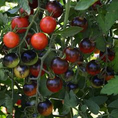 tomatoes and other fruits growing on the vine