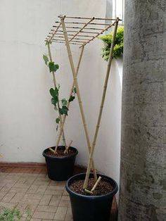 two potted plants are next to each other on the outside wall, one is made from bamboo