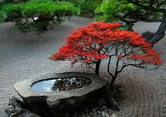 a bonsai tree with red leaves is in the middle of a rock garden area