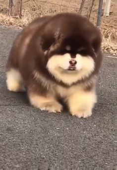 a brown and white dog sitting on top of a road