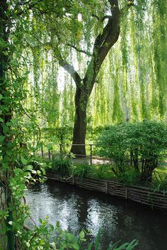 a river running through a lush green park next to a tall tree with lots of leaves on it