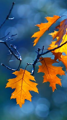 two yellow and orange leaves hanging from a tree branch with water droplets on the leaves