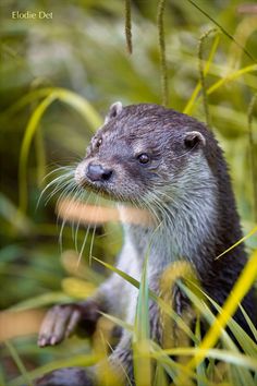 an otter is standing in the tall grass