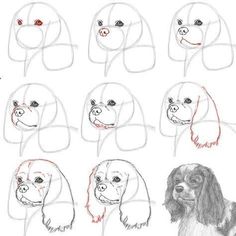 how to draw a dog's head with different angles and haircuts, step - by - step