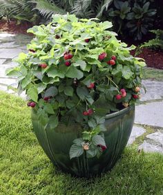 a large potted plant with red berries growing on it's side in the grass