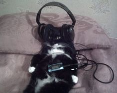 a black and white cat laying on top of a bed with headphones around its neck