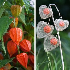 four different types of flowers and plants in the same photo, one with red berries on it