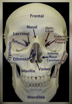 Skull Xray Anatomy, Skull Labeled, Human Skull Anatomy, Muzică Rock, Radiology Student, Skull Anatomy, Kedokteran Gigi