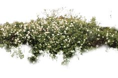 a bush with white flowers growing on it's side, against a white background