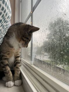 a cat sitting on the window sill looking out at raindrops in the distance