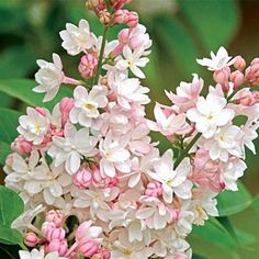 white and pink flowers with green leaves in the background