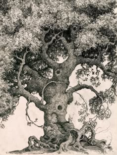 an ink drawing of a large tree with lots of leaves on the trunk and branches