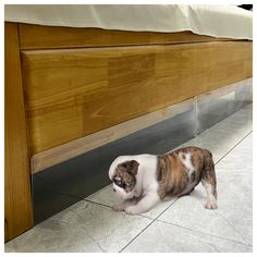 a small brown and white dog standing next to a bed