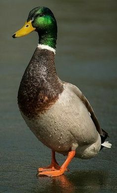 a duck standing in the water with its head turned to the side and it's feet up