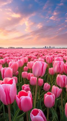 a field full of pink tulips with the sun setting in the distance behind them