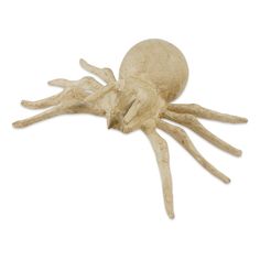 an image of a spider on white background