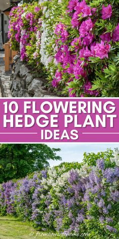 purple and white flowers in the garden with text overlay that reads 10 flowering hedge plant ideas