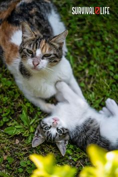 two cats are playing with each other in the grass and one cat has its paw on another cat's back