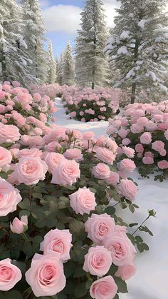 many pink roses are in the snow near some evergreen trees and bushes, with white snow on the ground