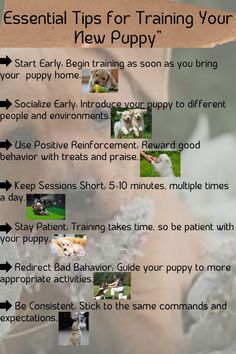 the puppy training guide is displayed in this screenshoter's hand - held photo