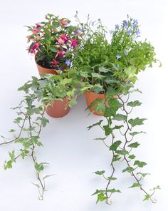 two potted plants with green leaves and purple flowers in them on a white background