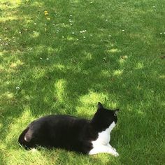 a black and white cat laying in the grass