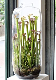 a glass vase filled with plants sitting on top of a white shelf next to a window