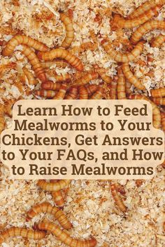 Mealworms Mealworms For Chickens, Chicken Diet, Raising Farm Animals