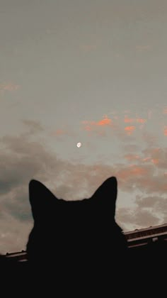 a cat is looking up at the sky with clouds in the back ground and a half moon behind it