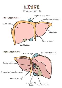 the anatomy of the liver is shown in this diagram