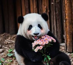 a panda bear sitting on the ground with flowers in it's mouth and its tongue hanging out