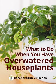 a potted plant with the words what to do when you have overwatered houseplants