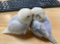 two small white birds sitting next to each other on top of a wooden table near a keyboard