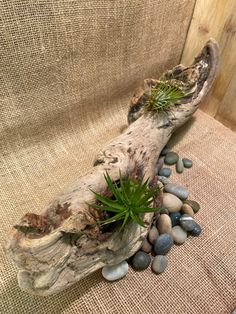 a piece of driftwood sitting on top of a couch next to rocks and plants