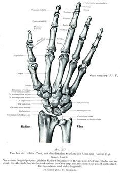 an image of the bones and hands