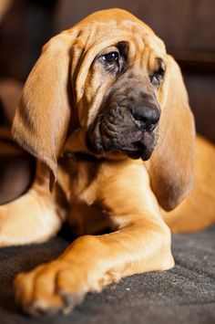 a brown dog laying on top of a couch