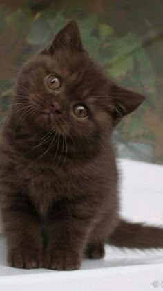 a small brown kitten sitting on top of a white counter