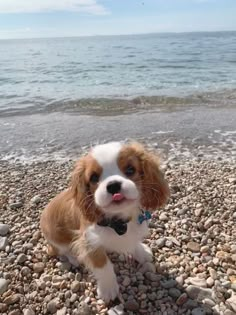 a small dog sitting on top of a pebble covered beach