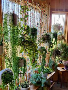 a room filled with lots of potted plants on top of wooden table next to window