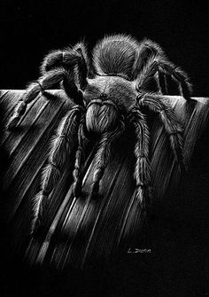 a drawing of a spider sitting on top of a piece of wood in the dark