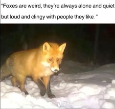 a fox is walking in the snow at night with its head turned to the side