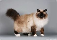 a brown and white cat standing in front of a gray background