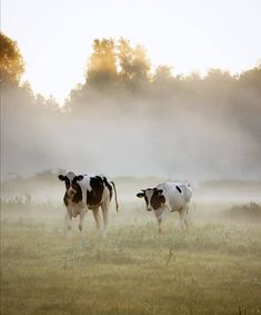 two cows standing in the middle of a field on a foggy day with trees in the background