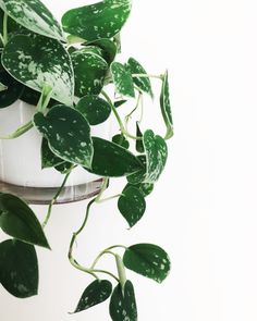 a potted plant with green leaves hanging from it's side on a shelf