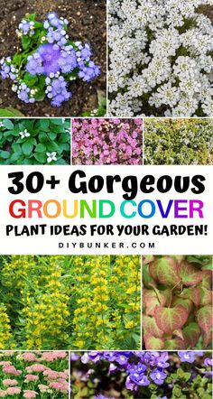 the cover image shows many different types of flowers and plants with text that reads, 30 + gorgeous ground cover plant ideas for your garden