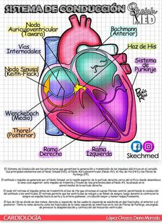 the human heart with labels on it, labeled in spanish and english text for each section