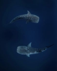 two large whale sharks swimming in the ocean