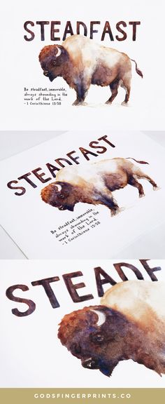 two bisons are shown with the words steaffast printed on them and in different colors