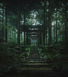 a set of steps leading up into the woods